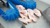 Máquina profesional de corte medio de codillo de cerdo con sierra para huesos y carne